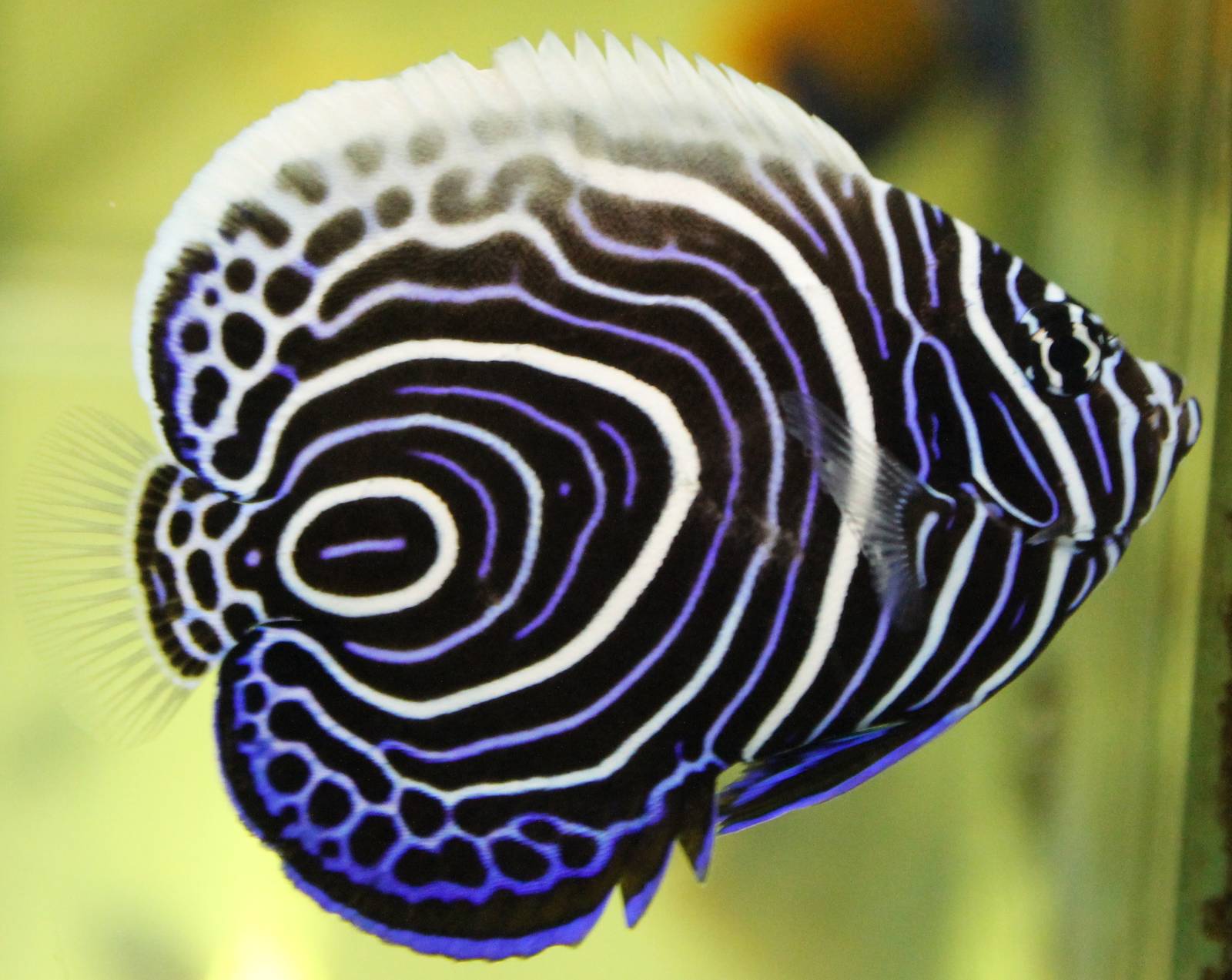 Juvenile Emperor angelfish