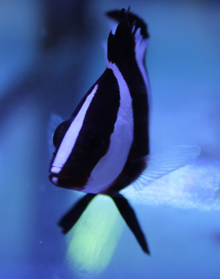 Juvenile Emperor snapper (Lutjanus sebae)