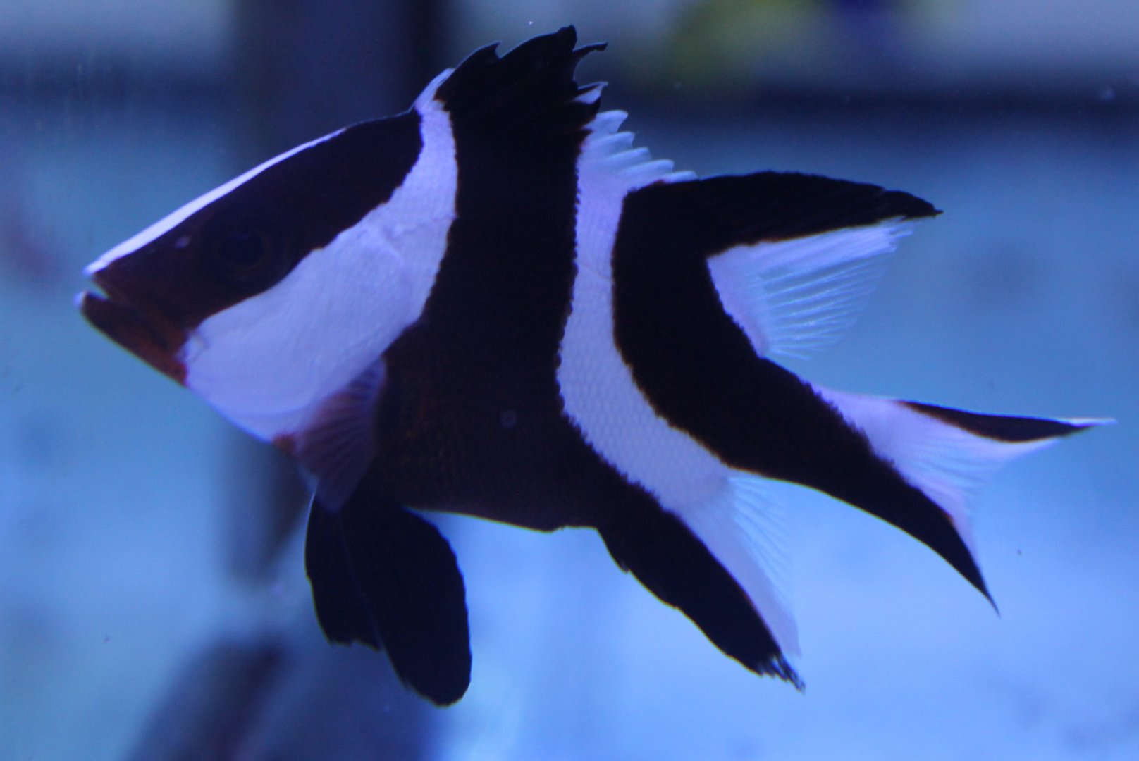 Juvenile Emperor Snapper (Lutjanus sebae)