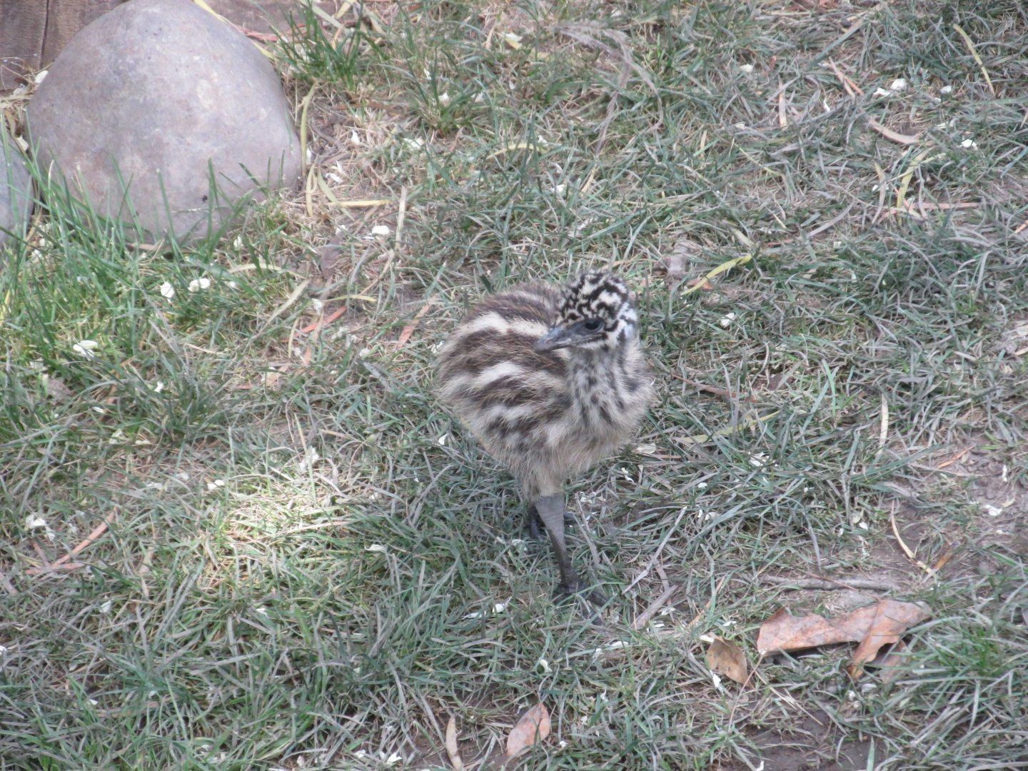 juvenile emu buin zoo