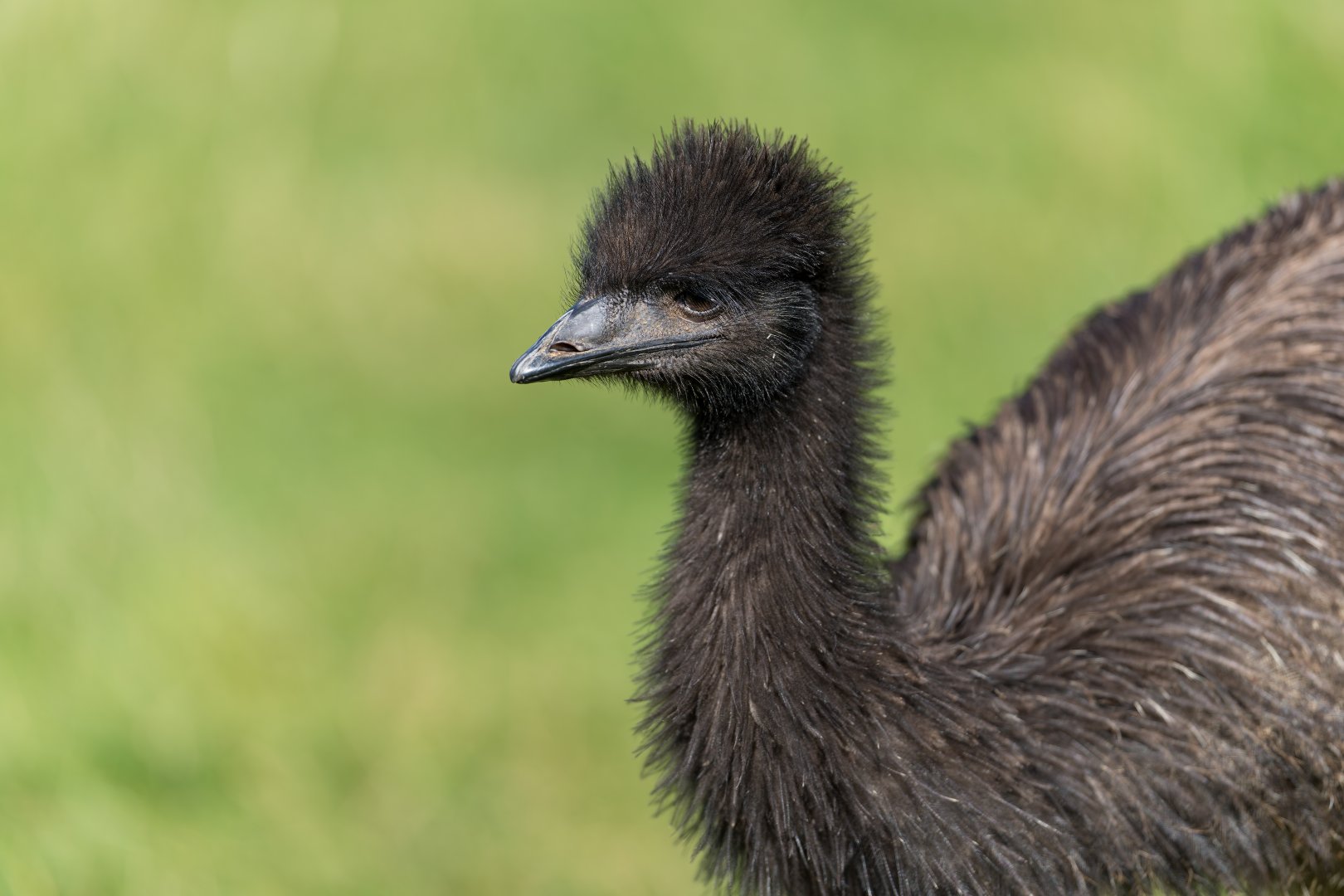 Juvenile emu, CWP, UK