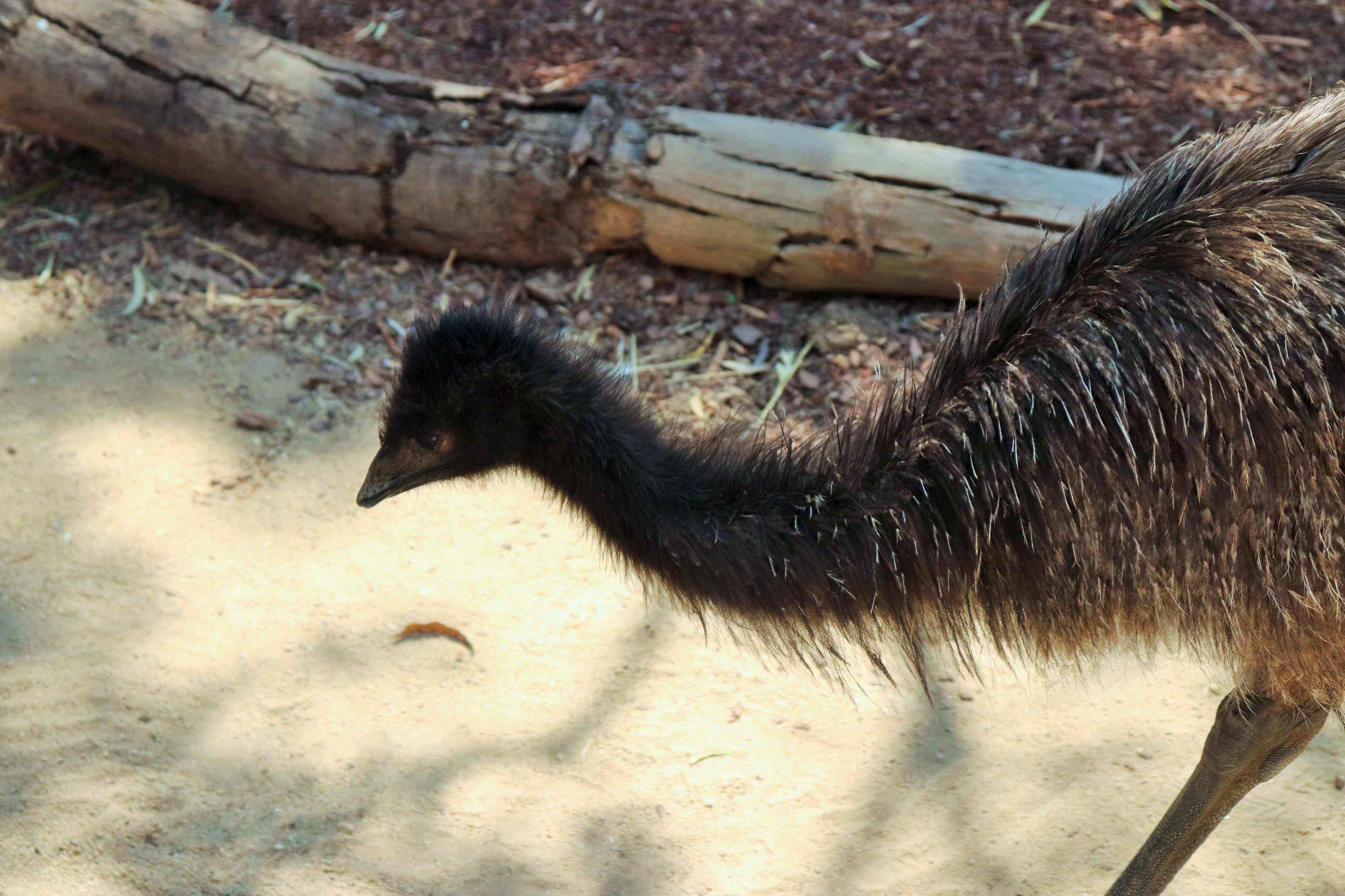 Juvenile Emu (Dromaius novaehollandiae)