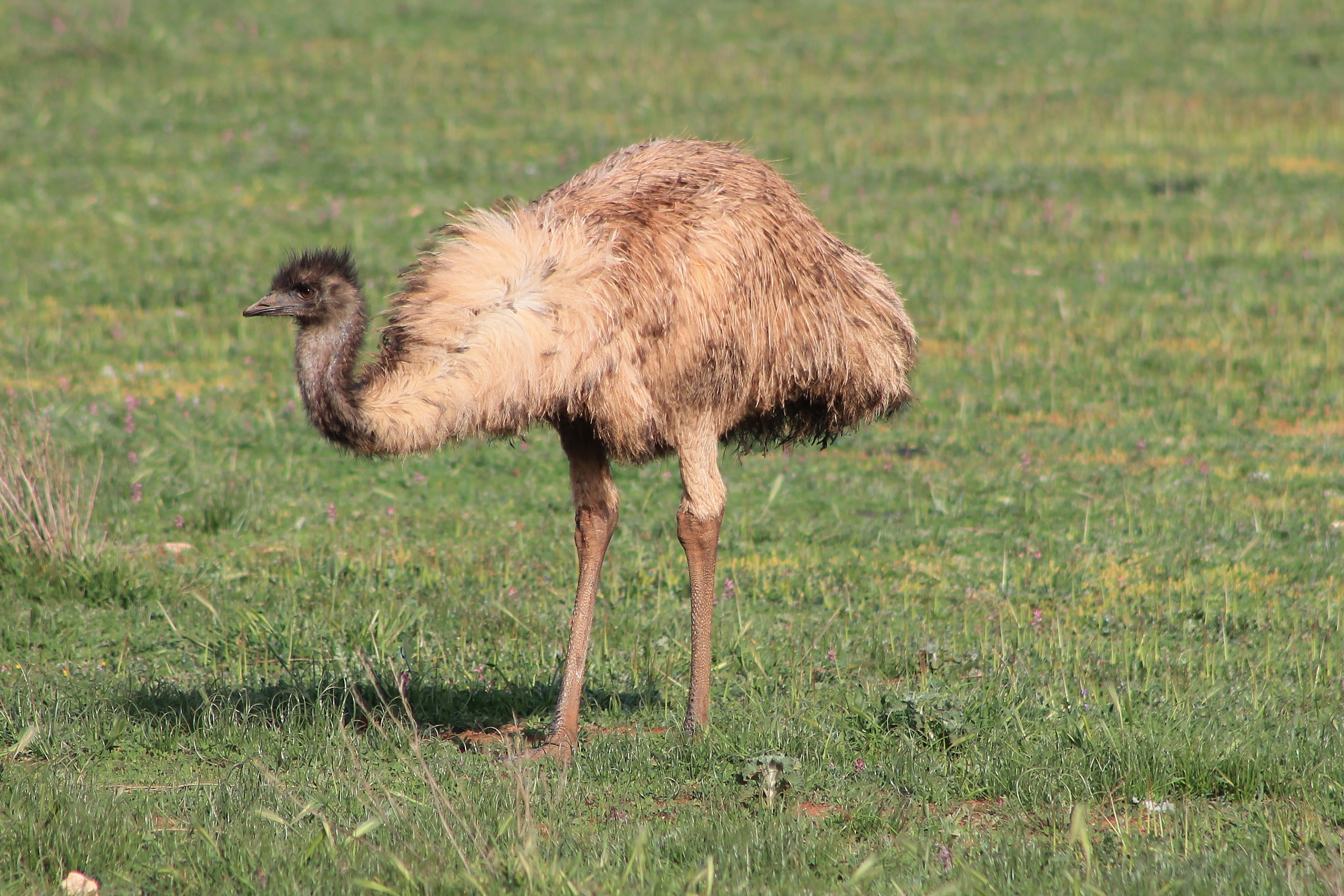 juvenile Emu (Dromaius novaehollandiae)