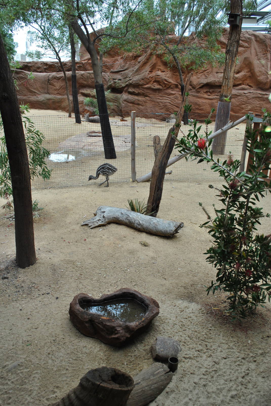 Juvenile Emu Exhibit
