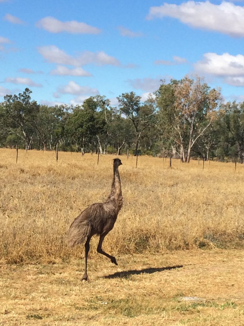 Juvenile Emu