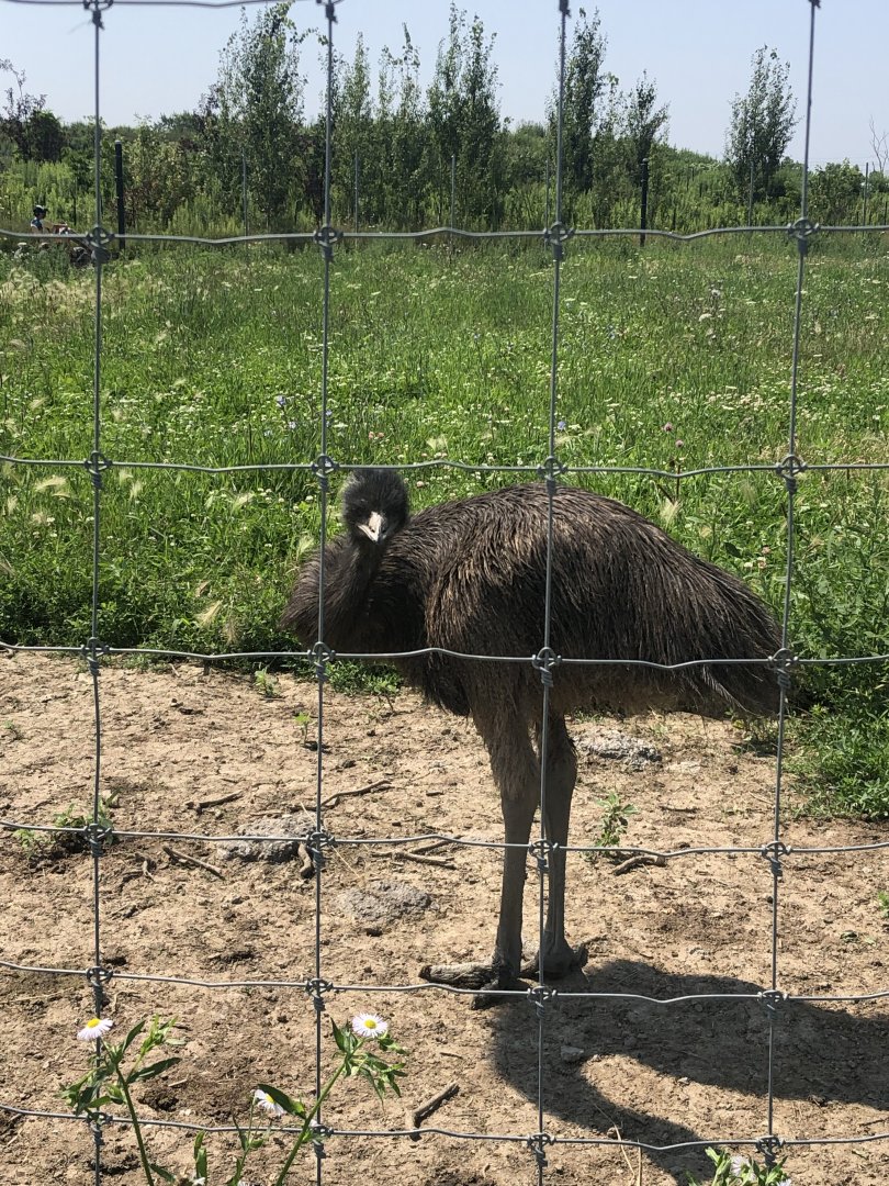 Juvenile Emu
