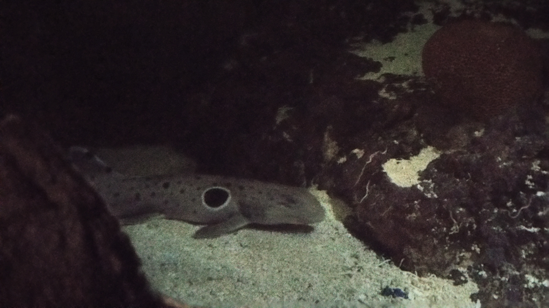 Juvenile Epaulette Shark