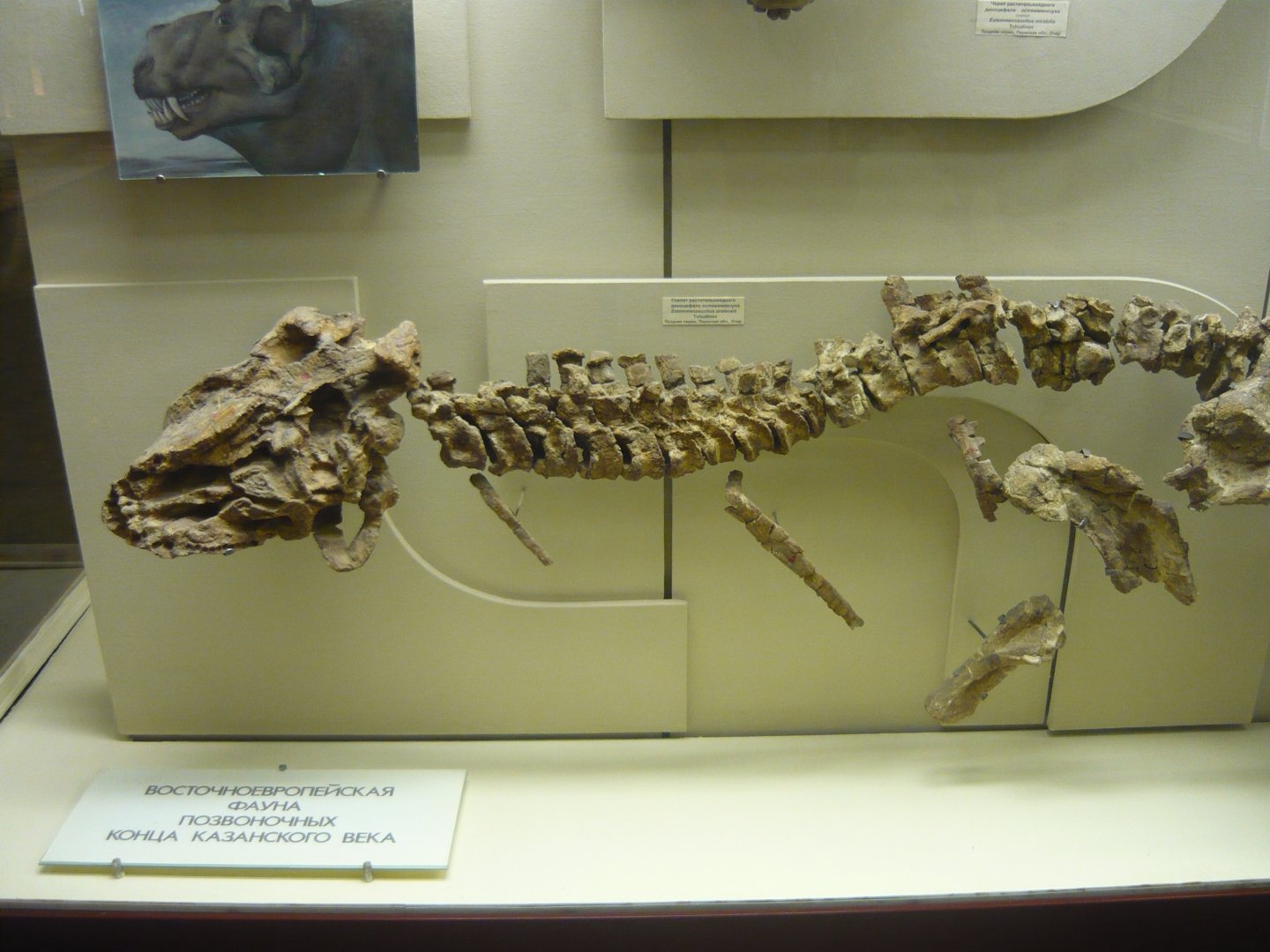 Juvenile Estemmenosuchus uralensis skeleton