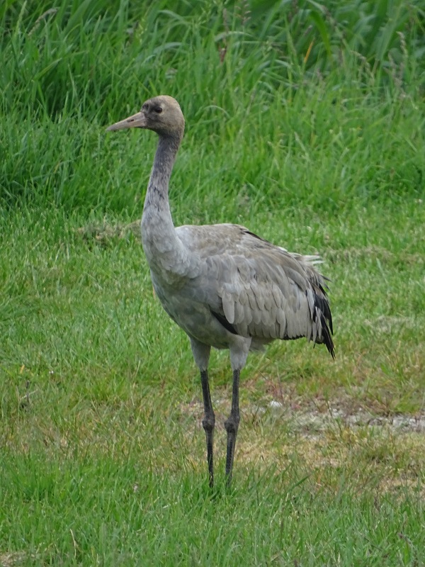 Juvenile Eurasian crane