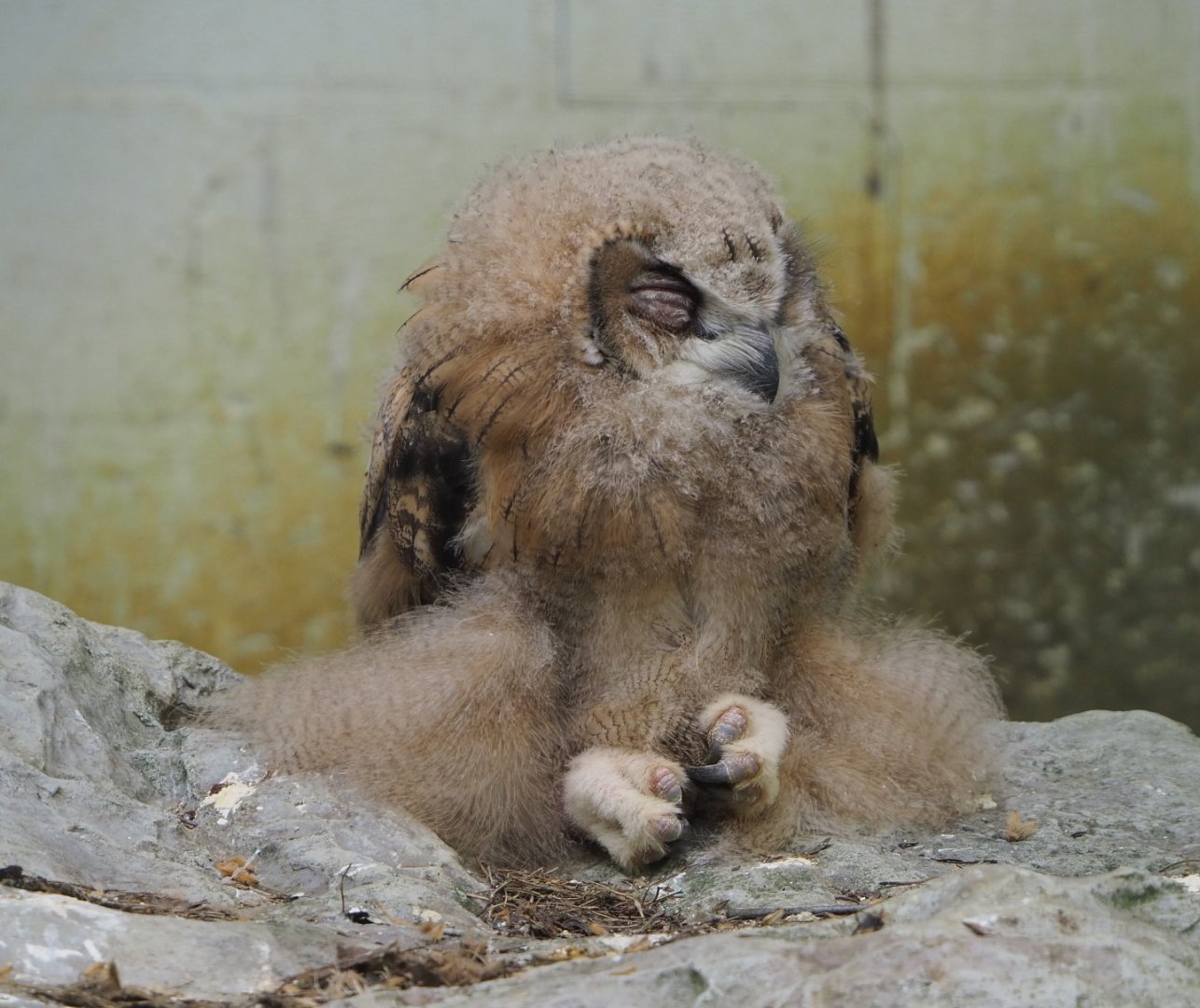 Juvenile Eurasian eagle owl (Bubo bubo), 2021-06-15