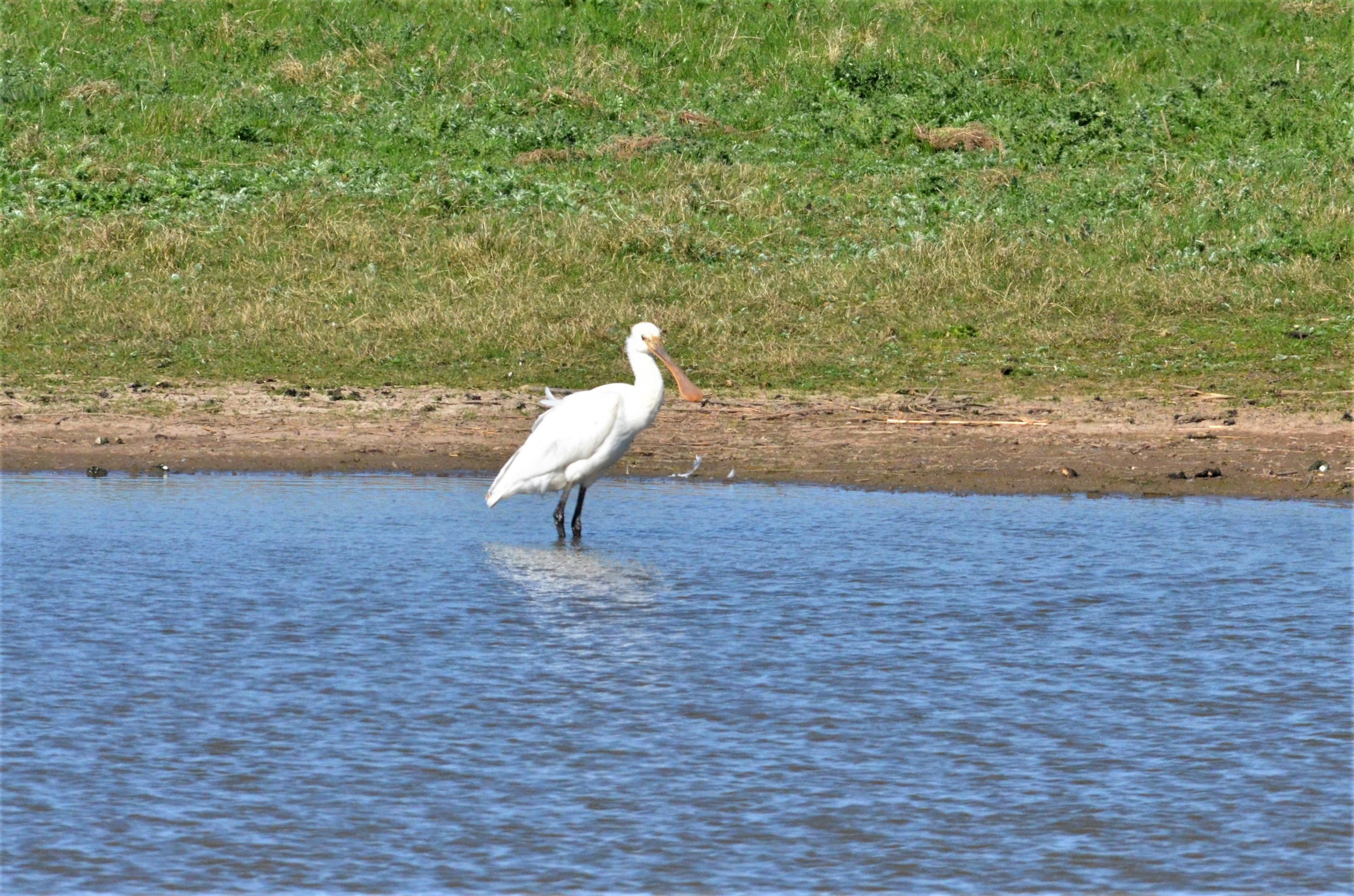 Juvenile Eurasian Spoonbill at Slimbridge, 22/04/17