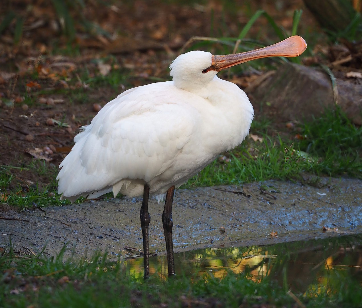 Juvenile Eurasian spoonbill (Platalea leucorodia), 2022-10-19
