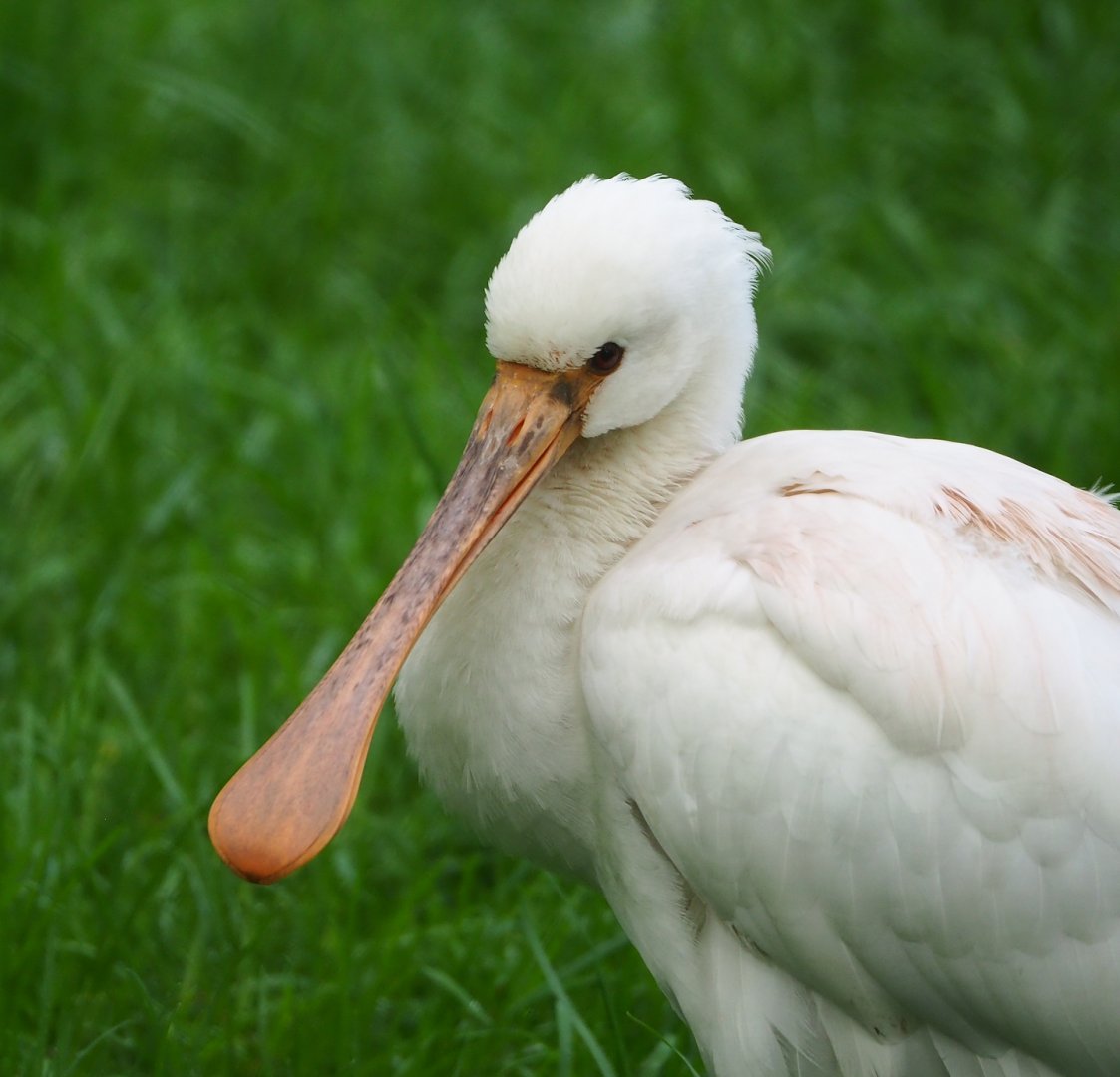 Juvenile Eurasian spoonbill (Platalea leucorodia), 2023-05-13