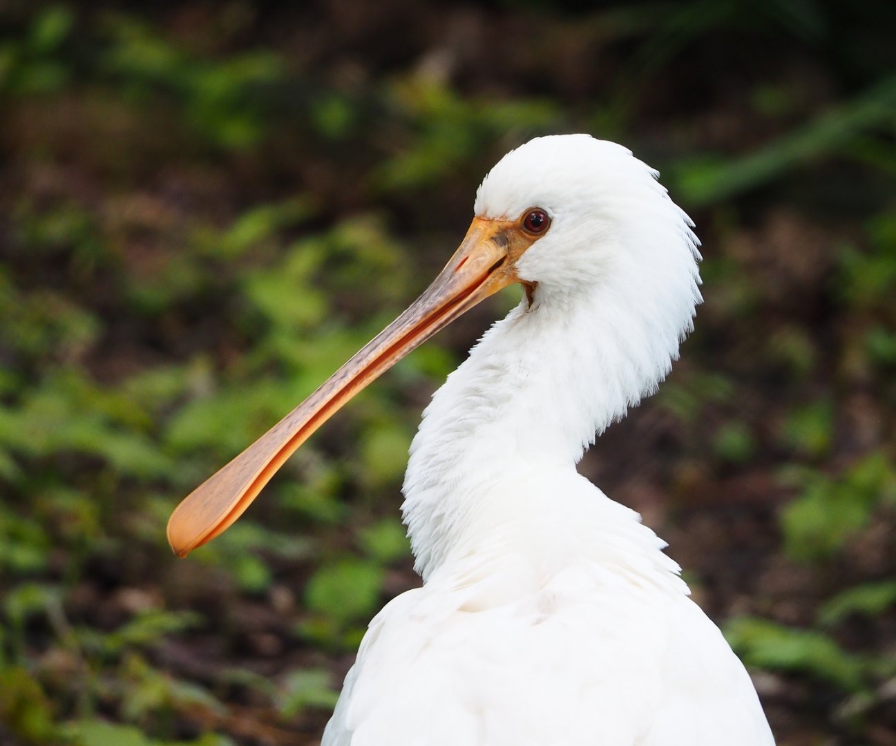 Juvenile Eurasian spoonbill (Platalea leucorodia), 2023-05-13