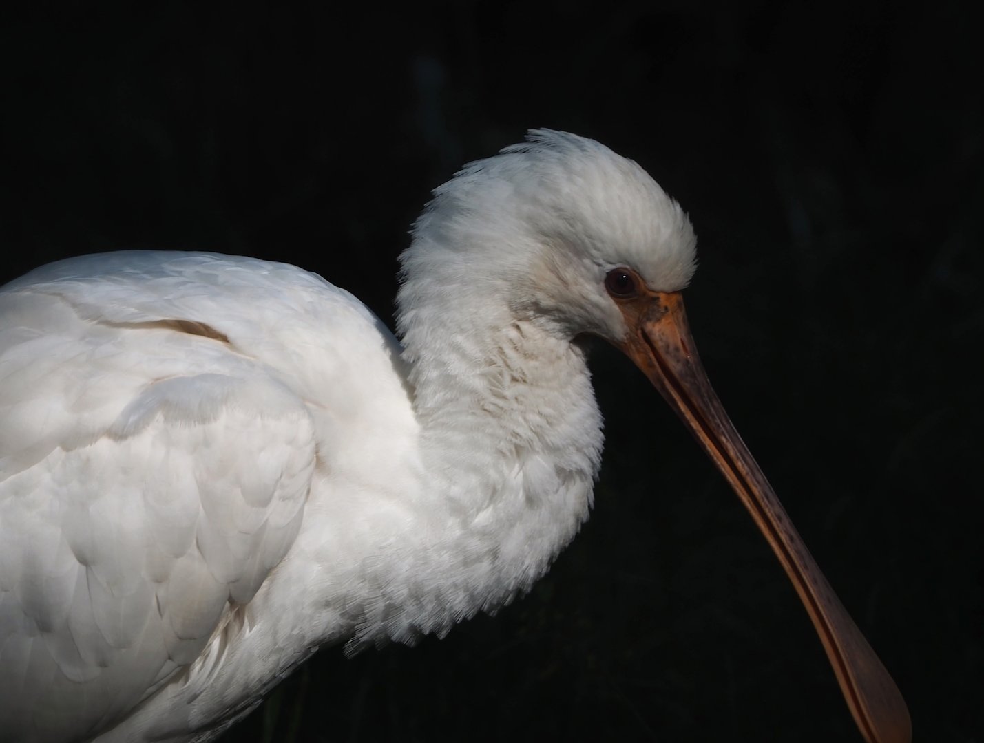 Juvenile Eurasian spoonbill (Platalea leucorodia), 2023-06-04