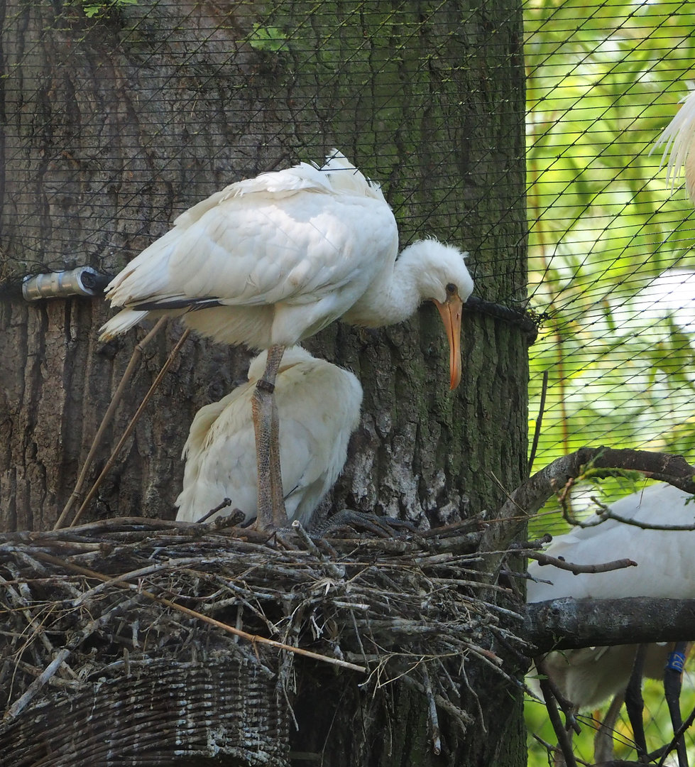 Juvenile Eurasian spoonbills (Platalea leucorodia), 2022-05-28
