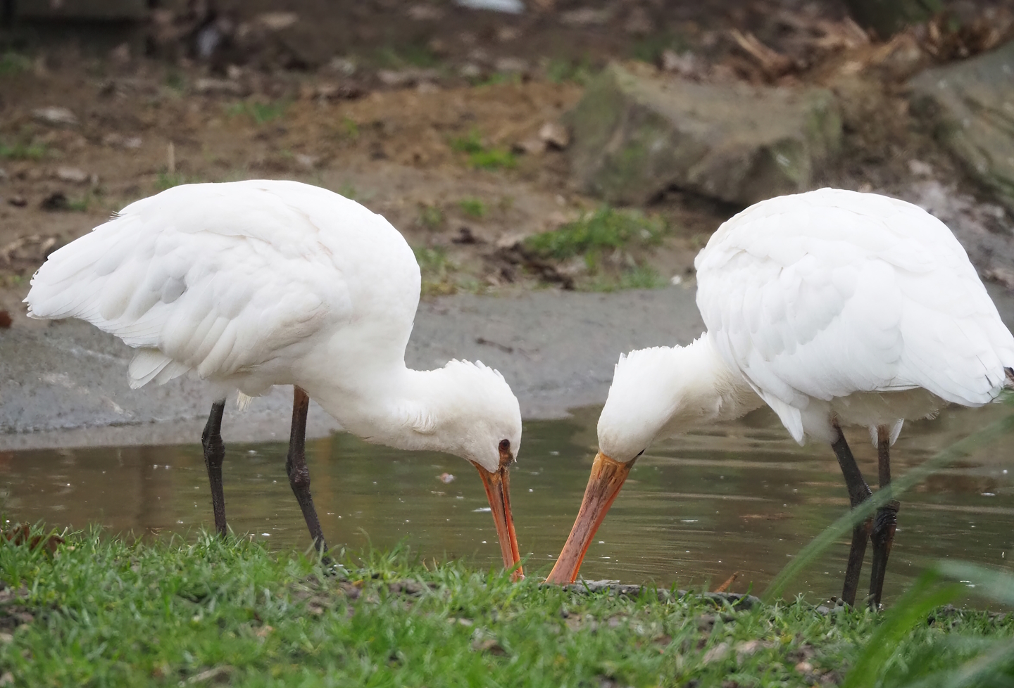 Juvenile Eurasian spoonbills (Platalea leucorodia), 2023-02-19