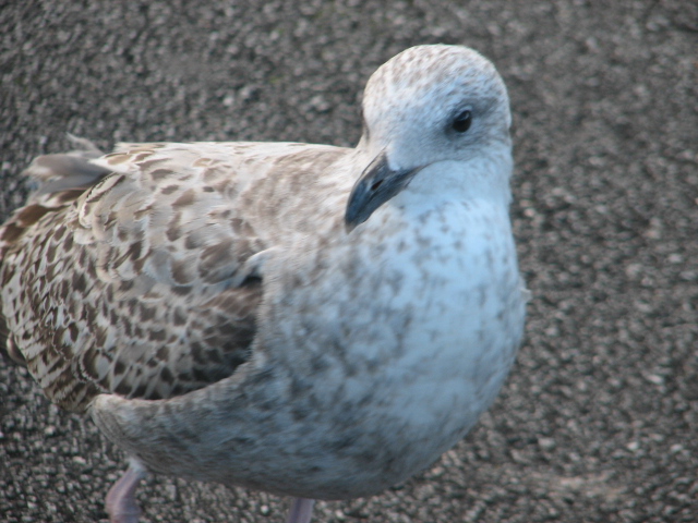 Juvenile European herring gull, Howth Peninsula, Dublin