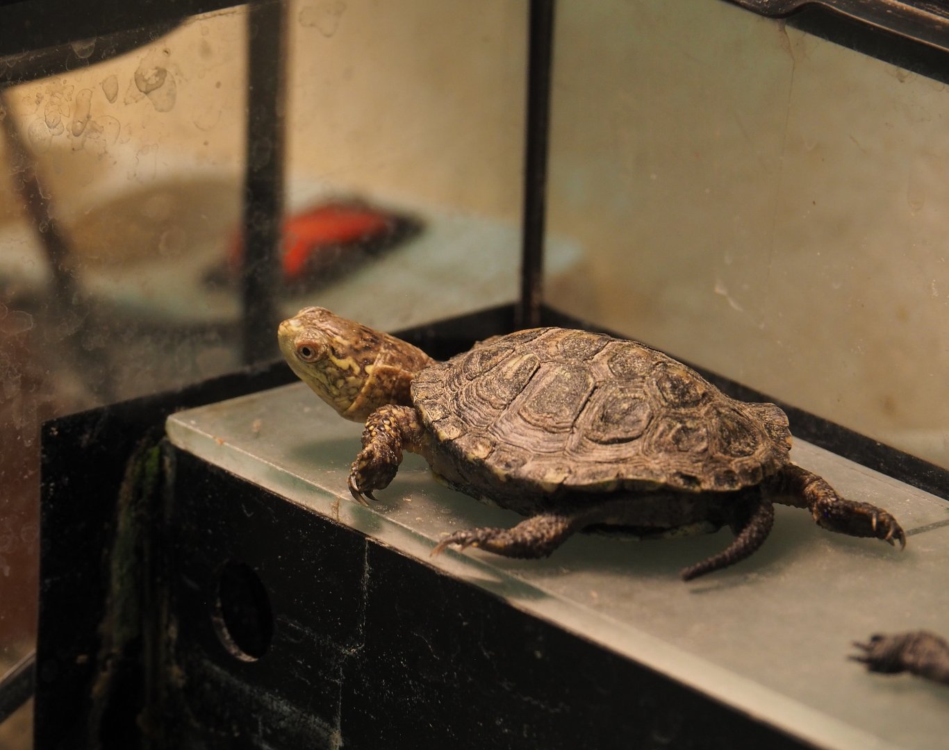 Juvenile European pond turtle (Emys orbicularis), 2019-10-04