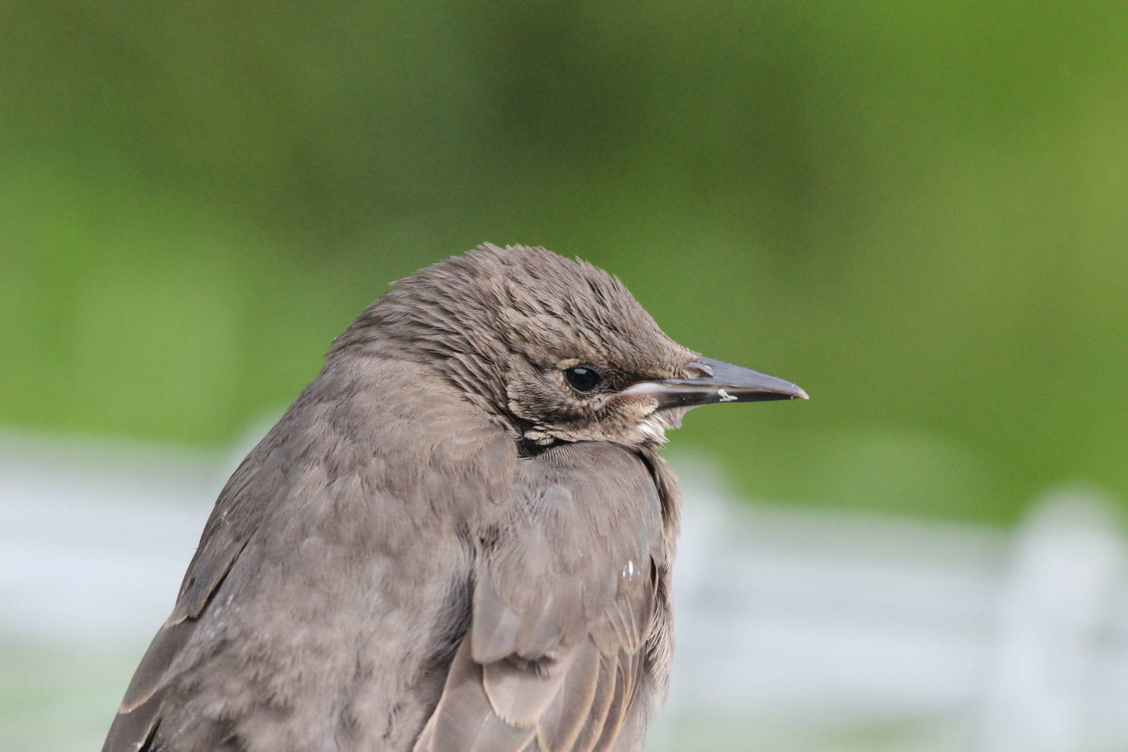Juvenile European Starling