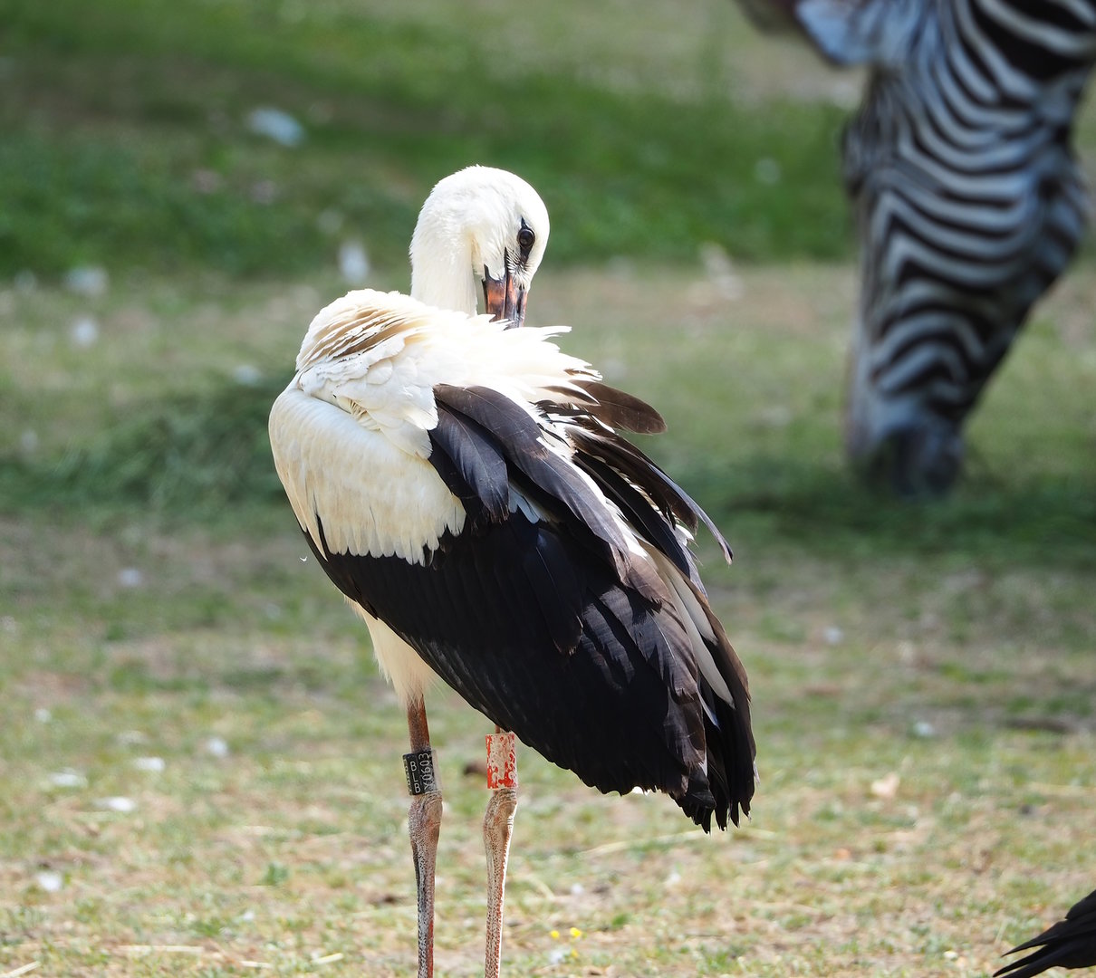 Juvenile European white stork (Ciconia ciconia), 2022-07-16