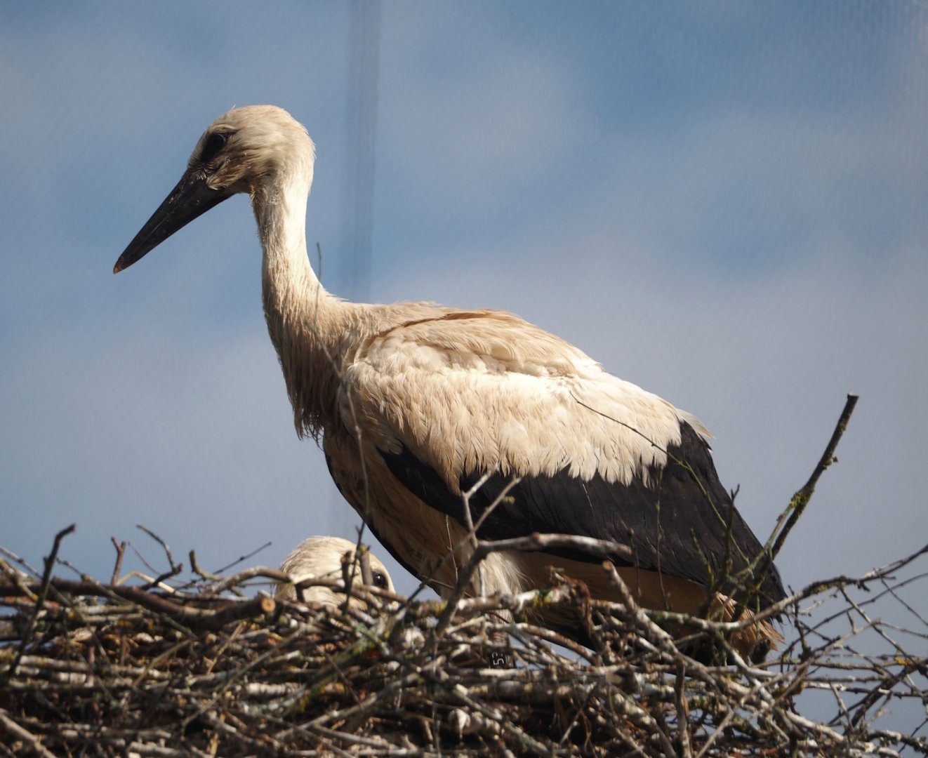 Juvenile European white stork (Ciconia ciconia), 2025-06-03