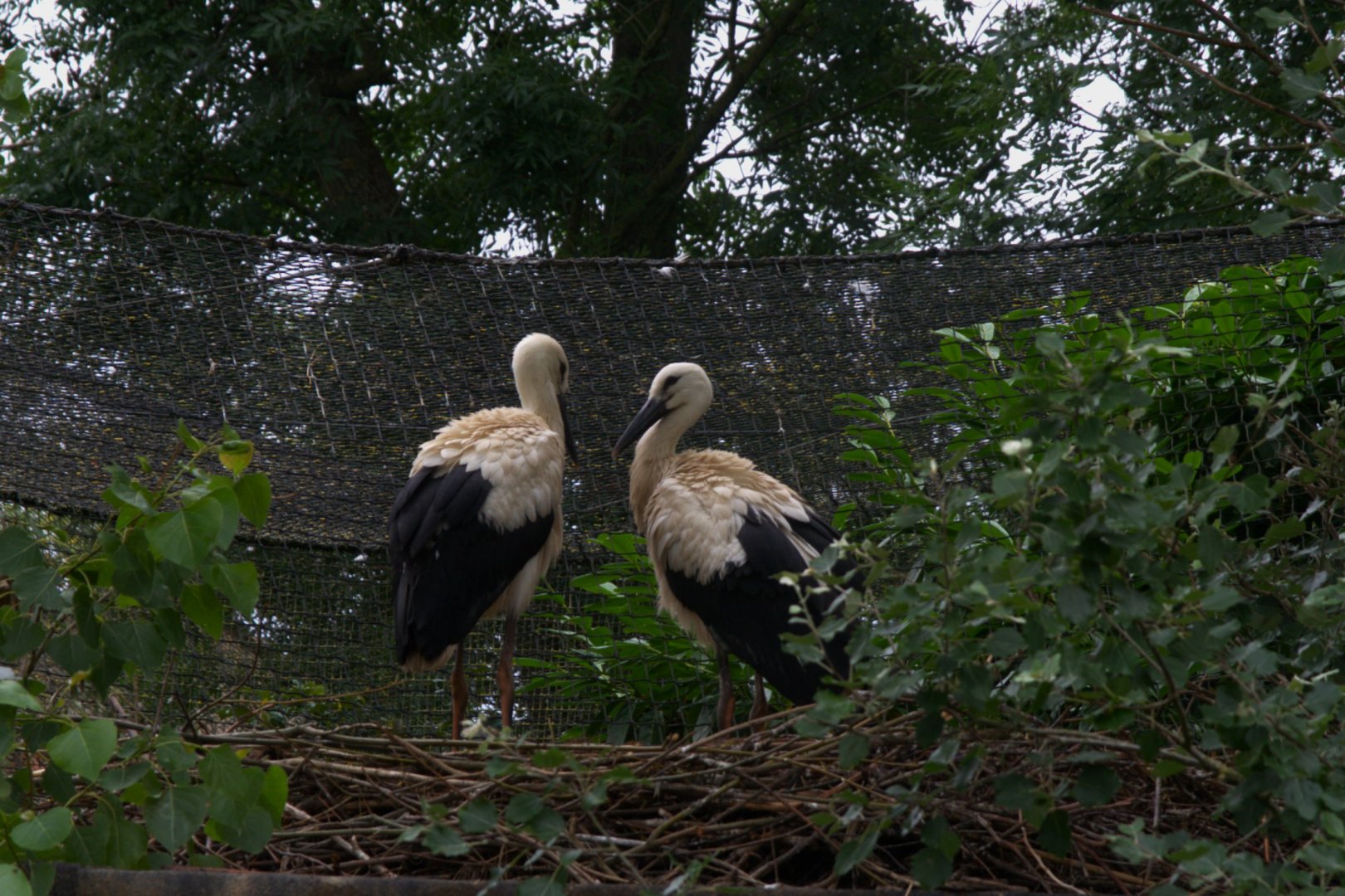 Juvenile European White Stork (Ciconia ciconia ciconia)
