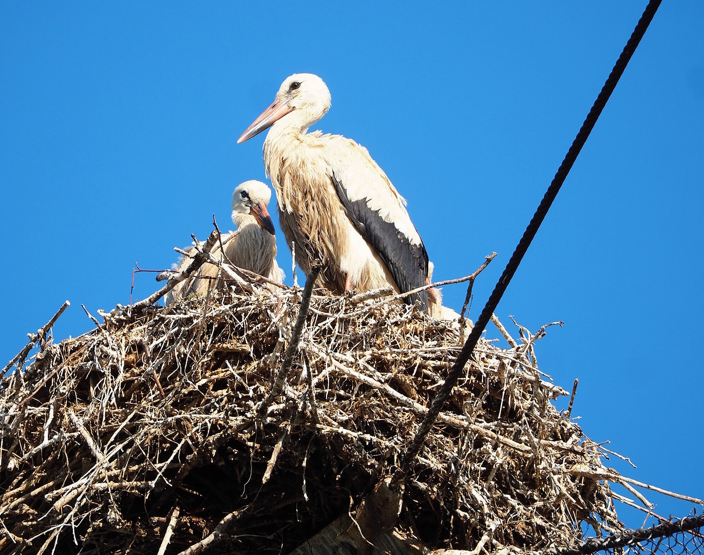 Juvenile European white storks (Ciconia ciconia), 2022-07-16