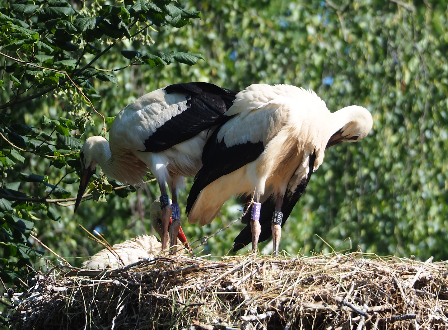 Juvenile European white storks (Ciconia ciconia), 2023-07-08