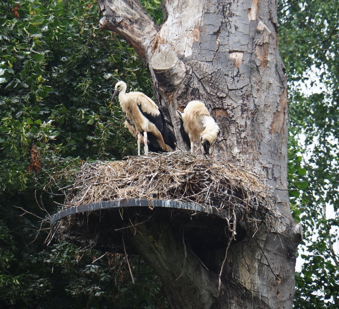 Juvenile European white storks (Ciconia ciconia) on nest, 2019-06-26