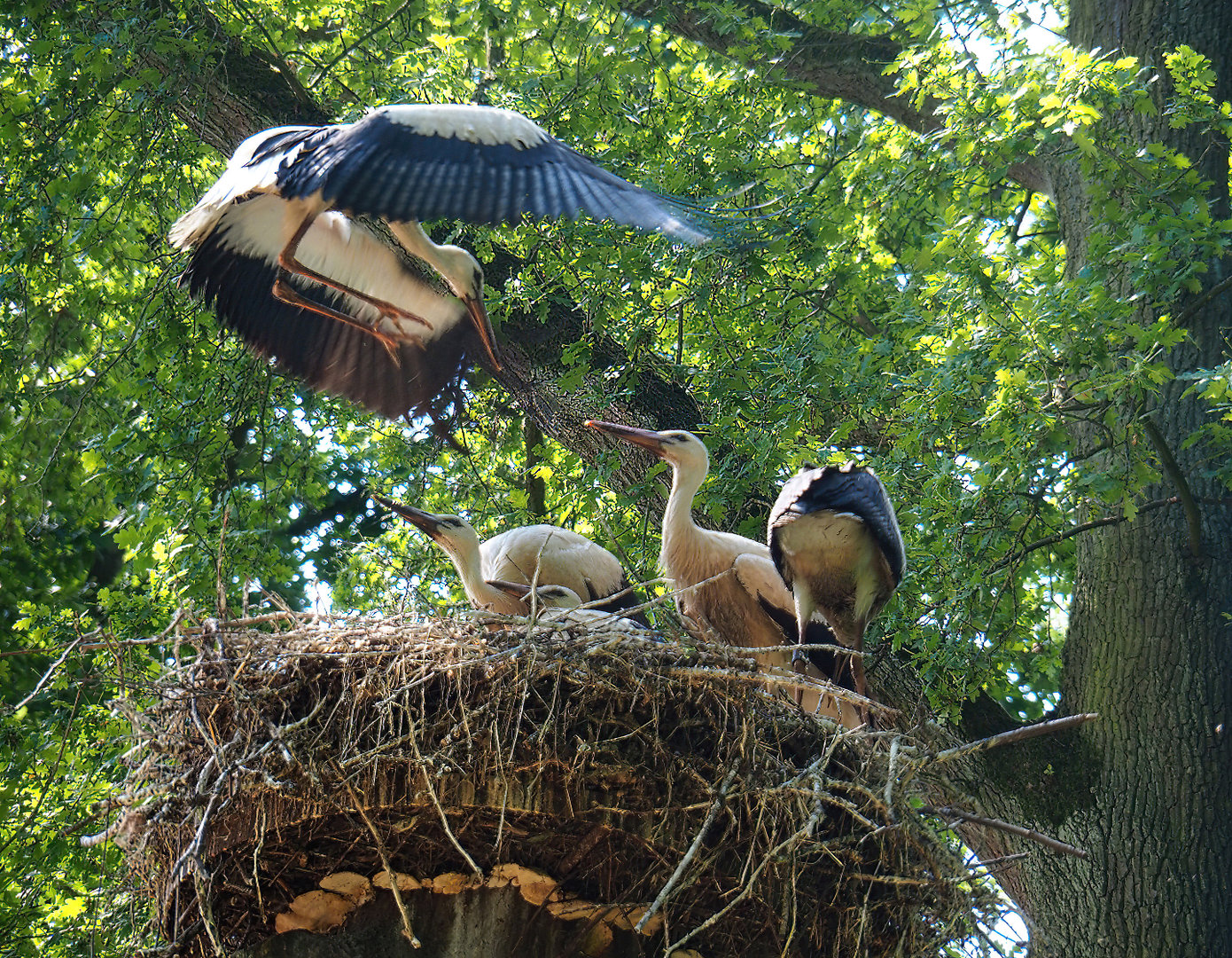 Juvenile European white storks (Ciconia ciconia) on nest, 2022-07-03
