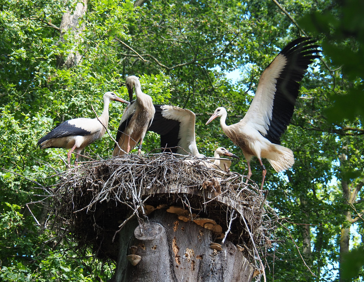 Juvenile European white storks (Ciconia ciconia) on nest, 2022-07-03