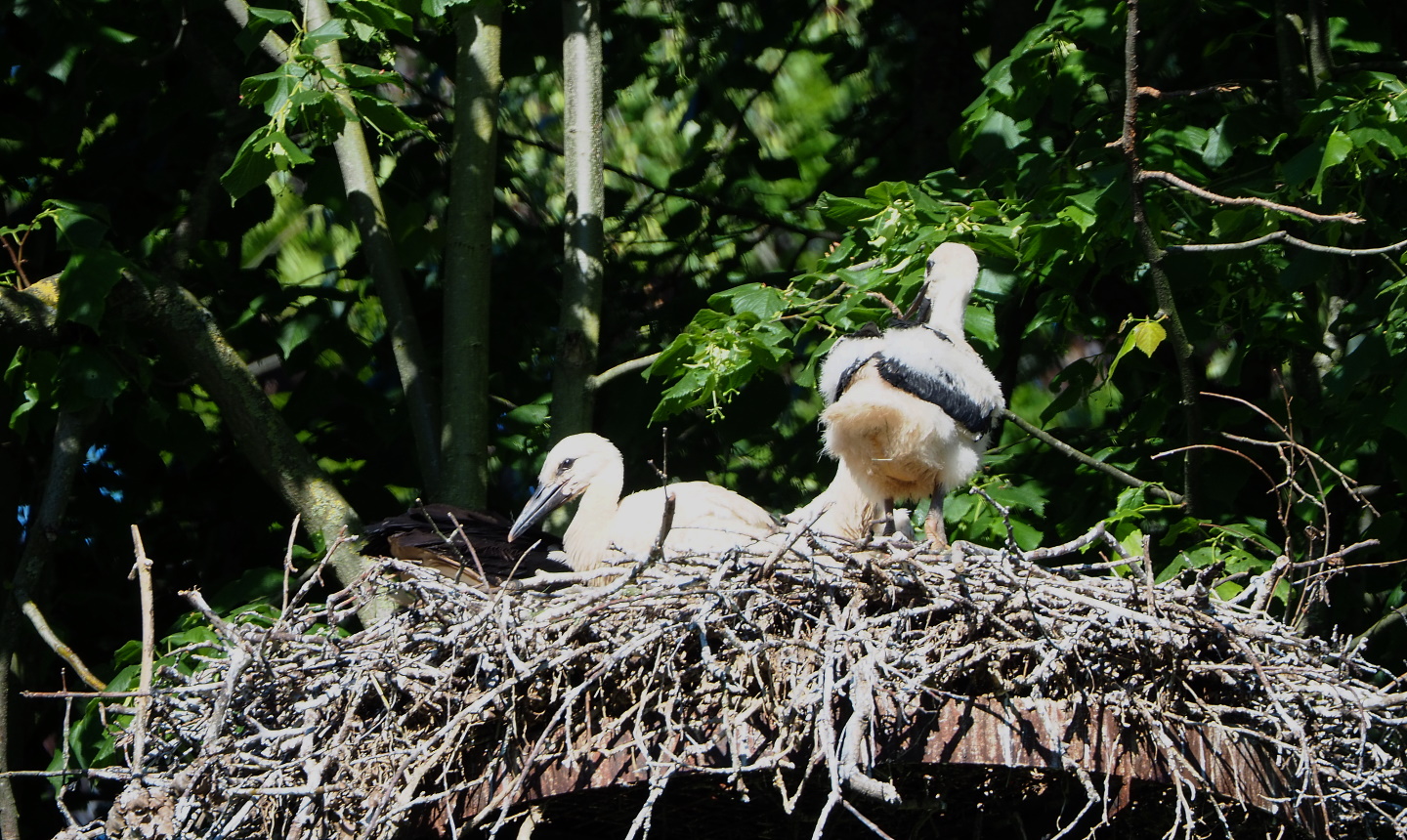 Juvenile European white storks on nest (Ciconia ciconia), 2021-06-01