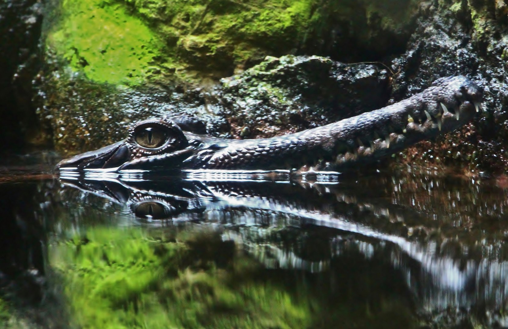 Juvenile False Gharial