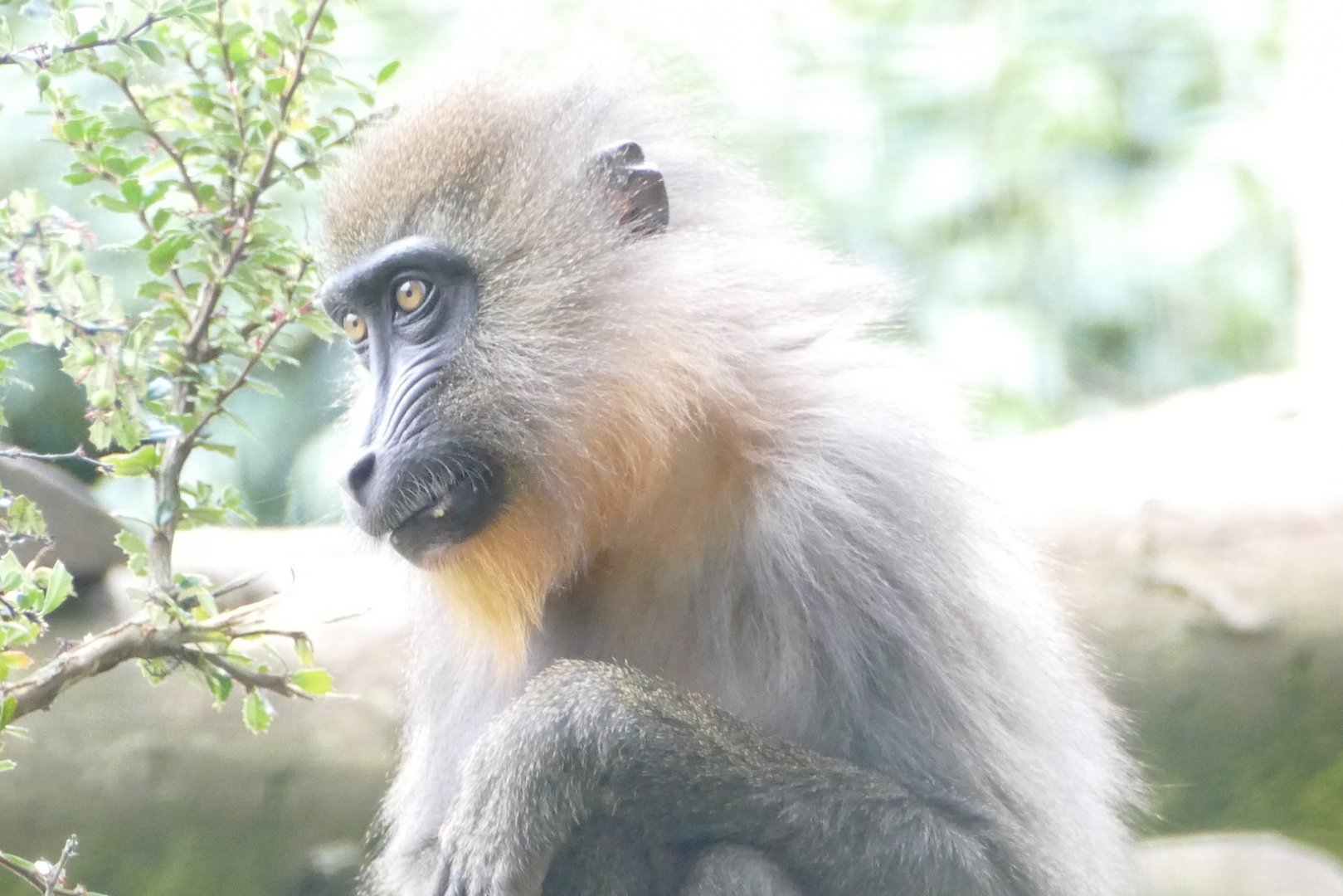 Juvenile female Mandrill, June 2019