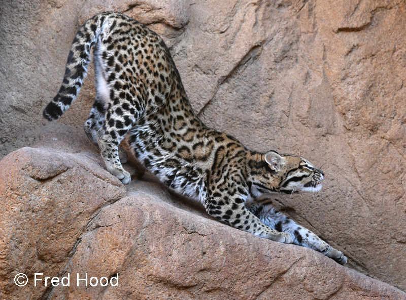 juvenile female ocelot