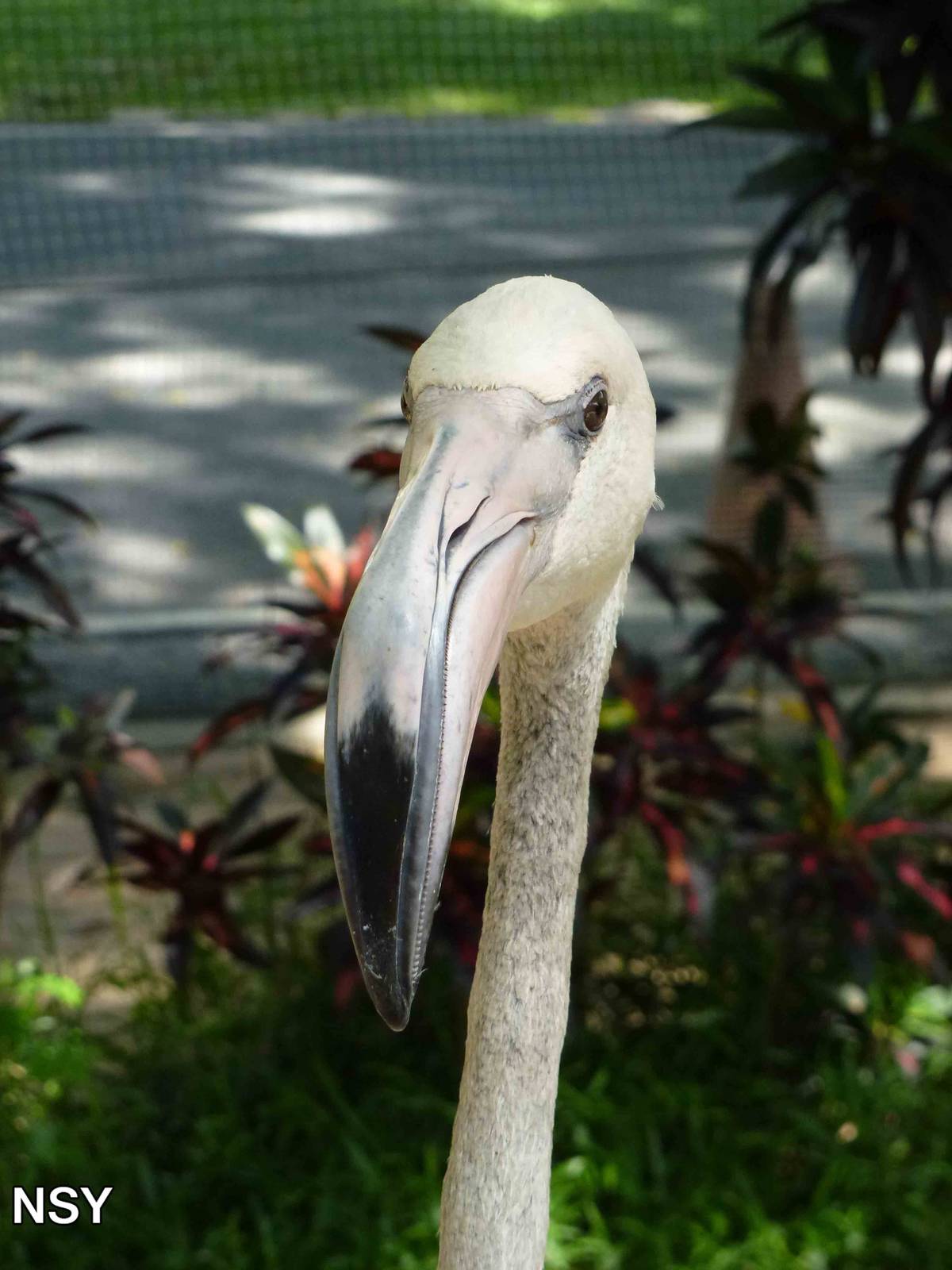 Juvenile flamingo, June 2013.