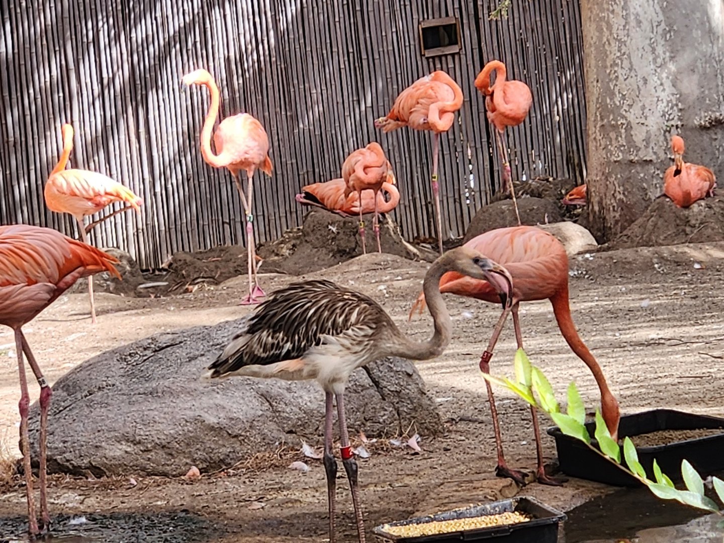 Juvenile flamingo