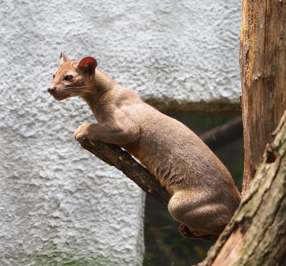 Juvenile Fossa (Cryptoprocta ferox), 2021-06-15