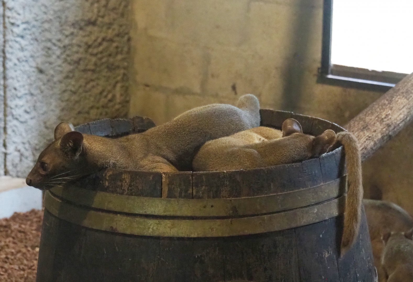 Juvenile Fossas (Cryptoprocta ferox), 2021-06-15