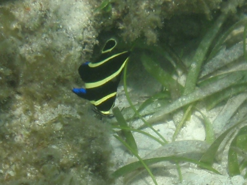 Juvenile French angelfish (Pomacanthus paru)