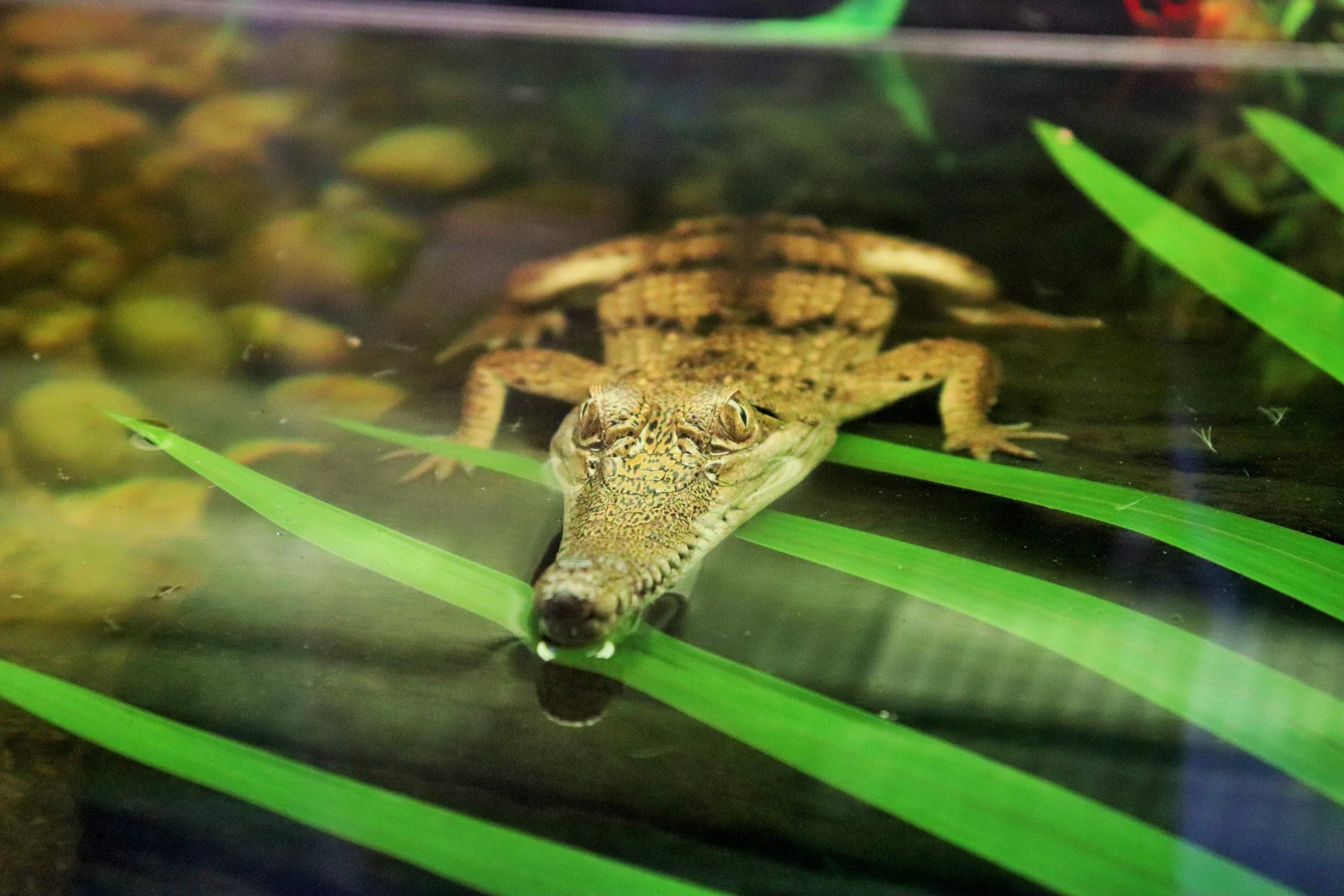 Juvenile Freshwater Crocodile (Crocodylus johnstoni)