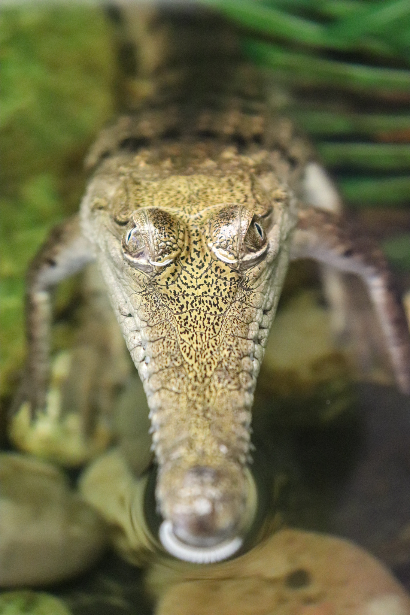 Juvenile Freshwater Crocodile (Crocodylus johnstoni)