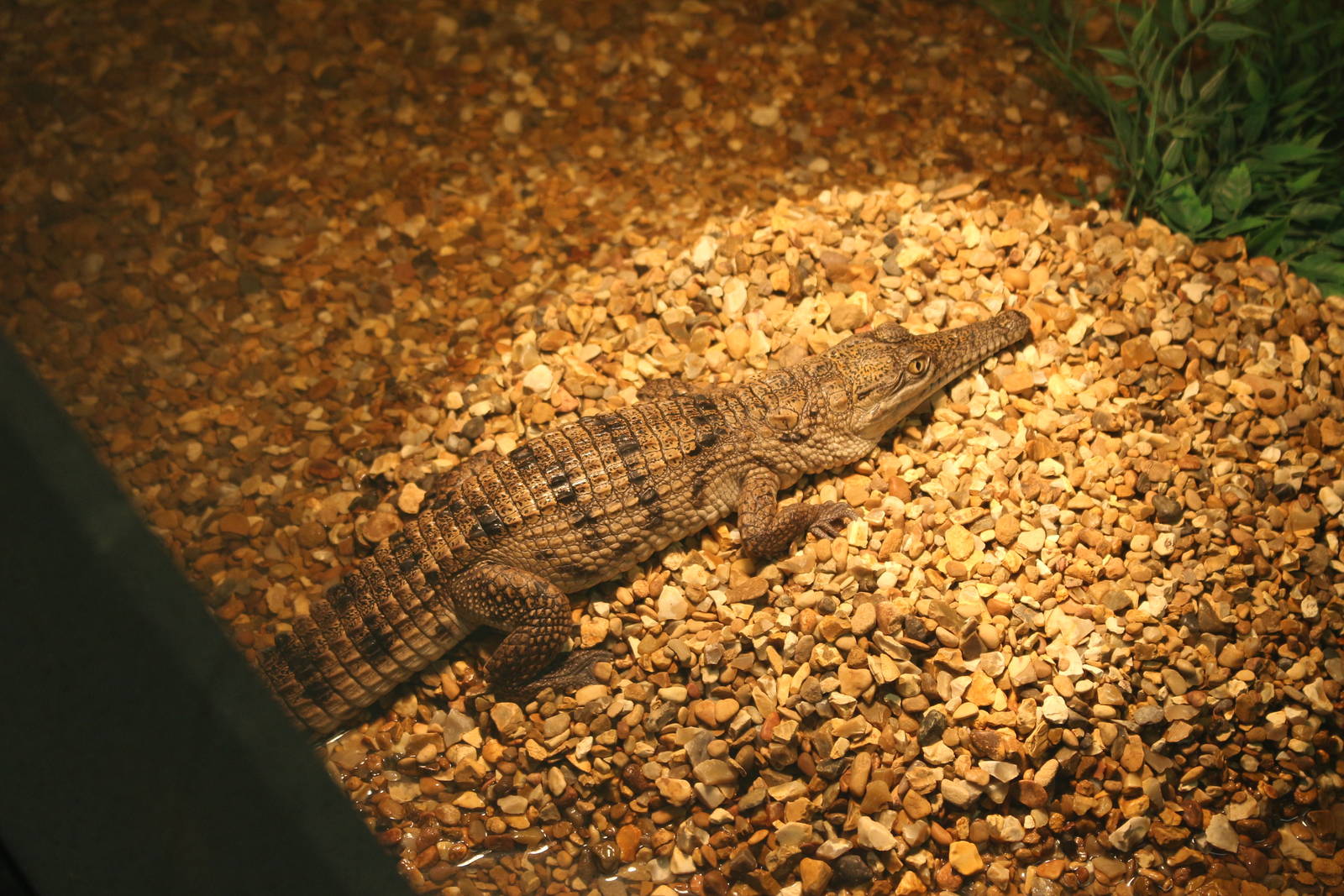 juvenile Freshwater Crocodile @ Crocs of the World 23.09.2016