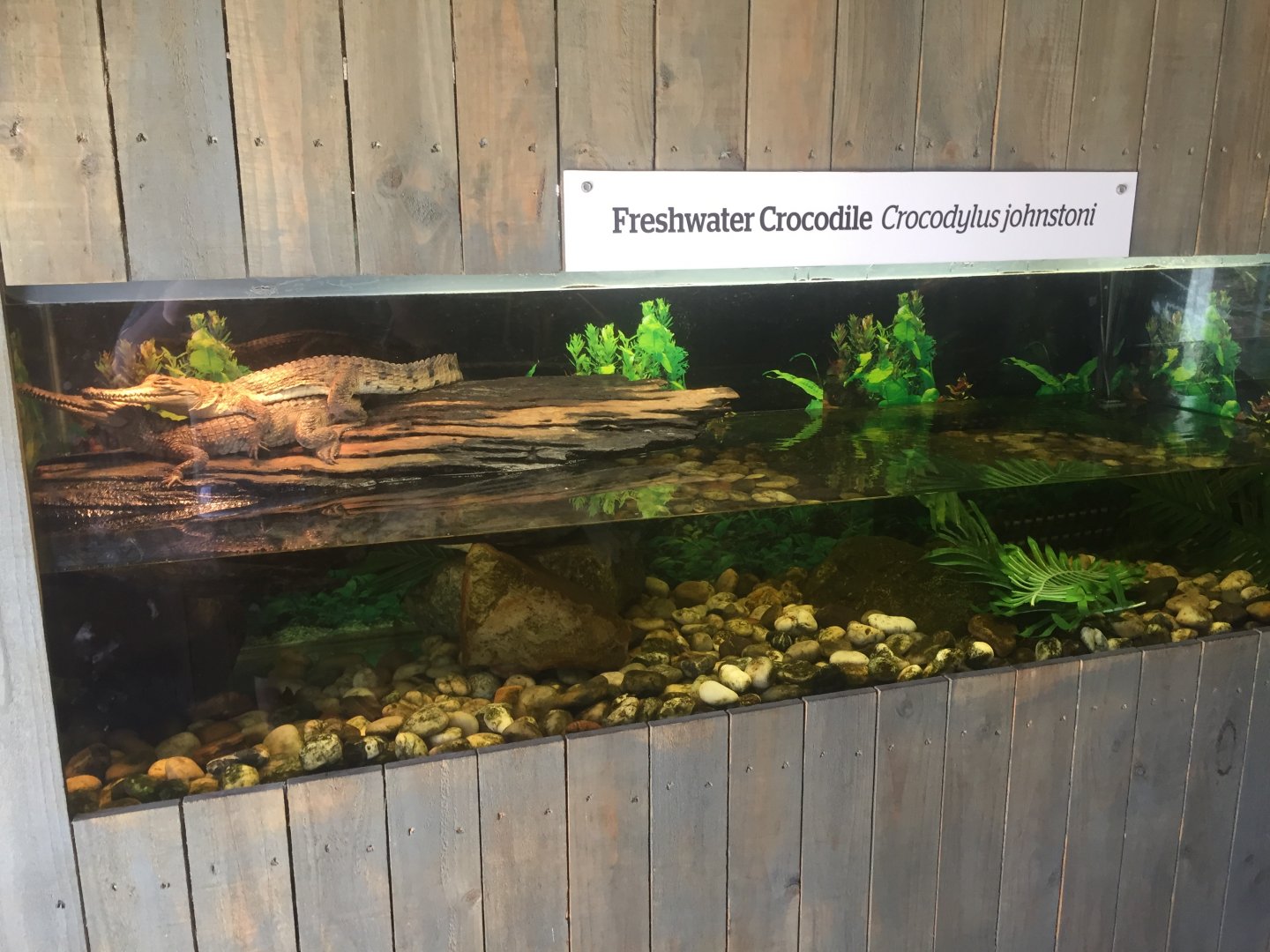 Juvenile Freshwater Crocodile