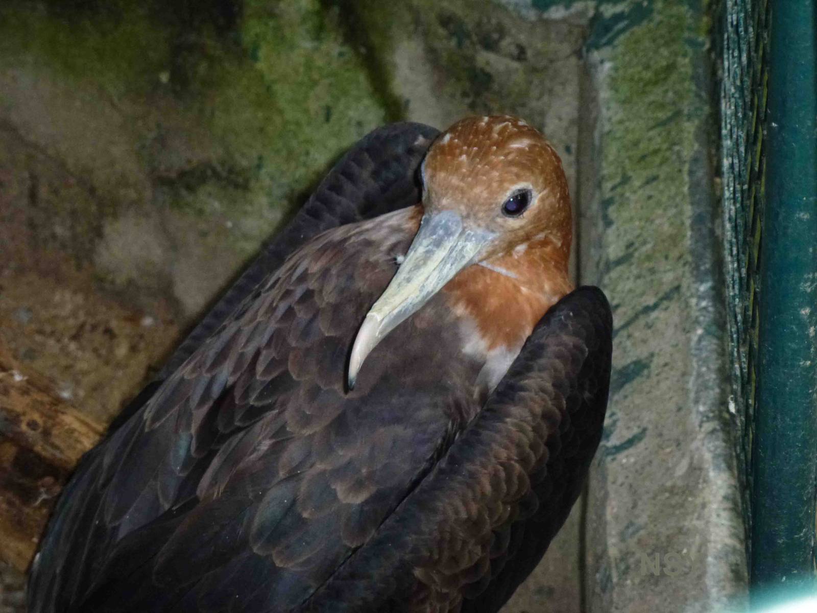 Juvenile frigatebird, June 2013.