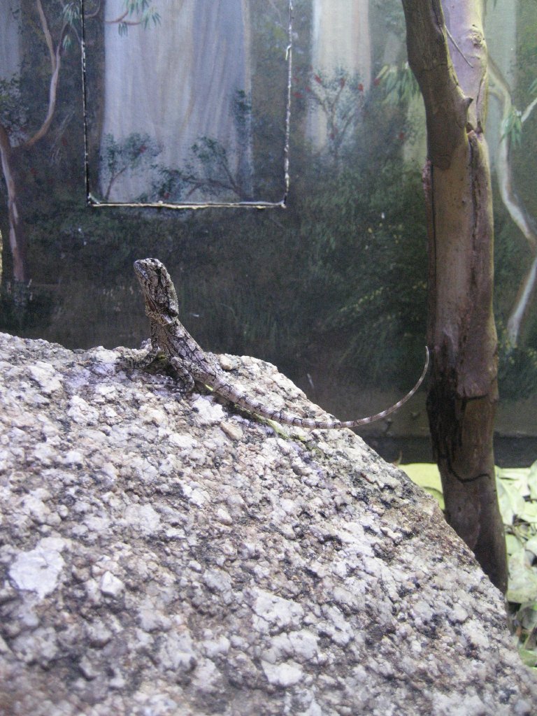 Juvenile Frill-neck Lizard