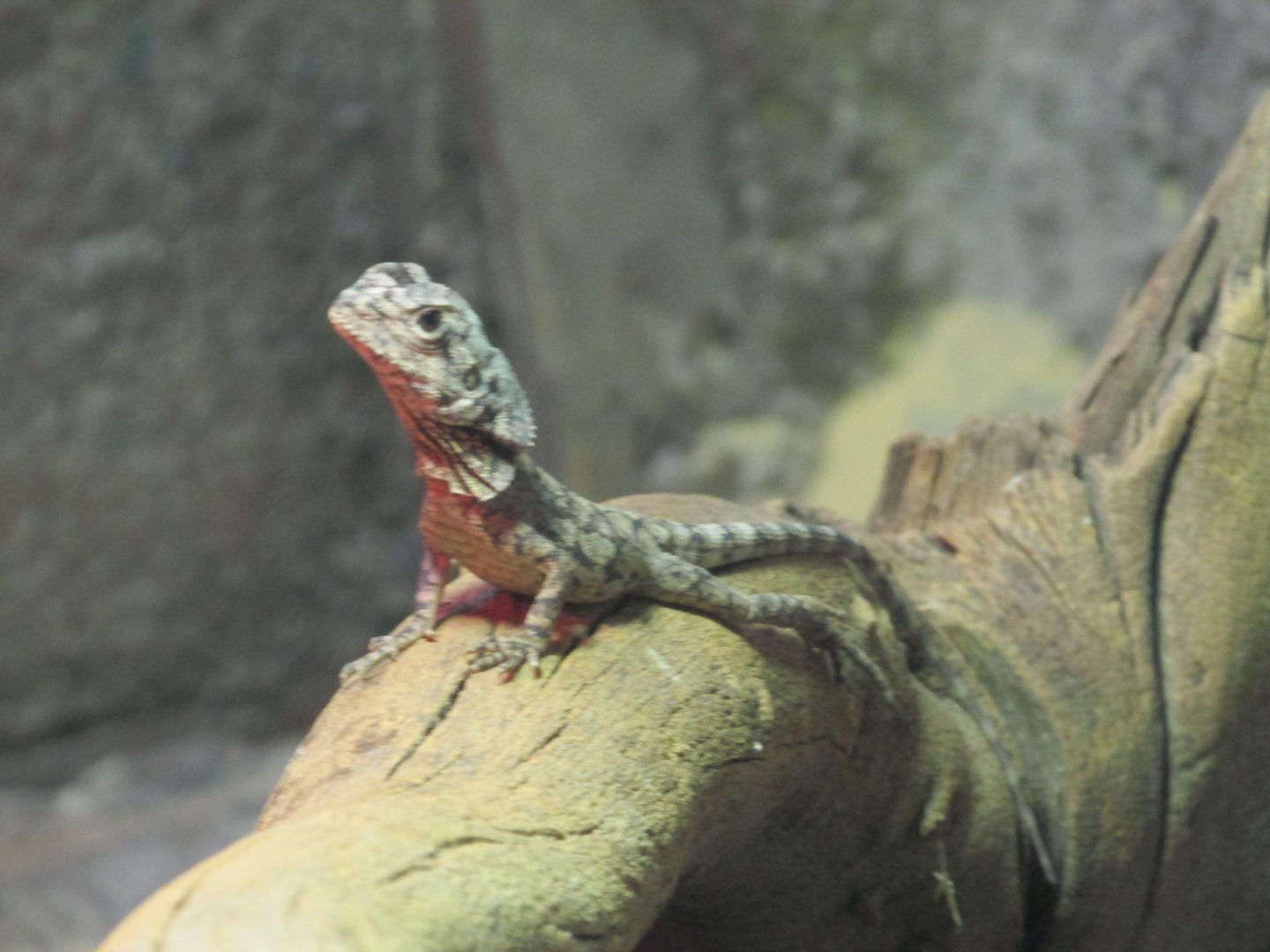 juvenile frilled lizard