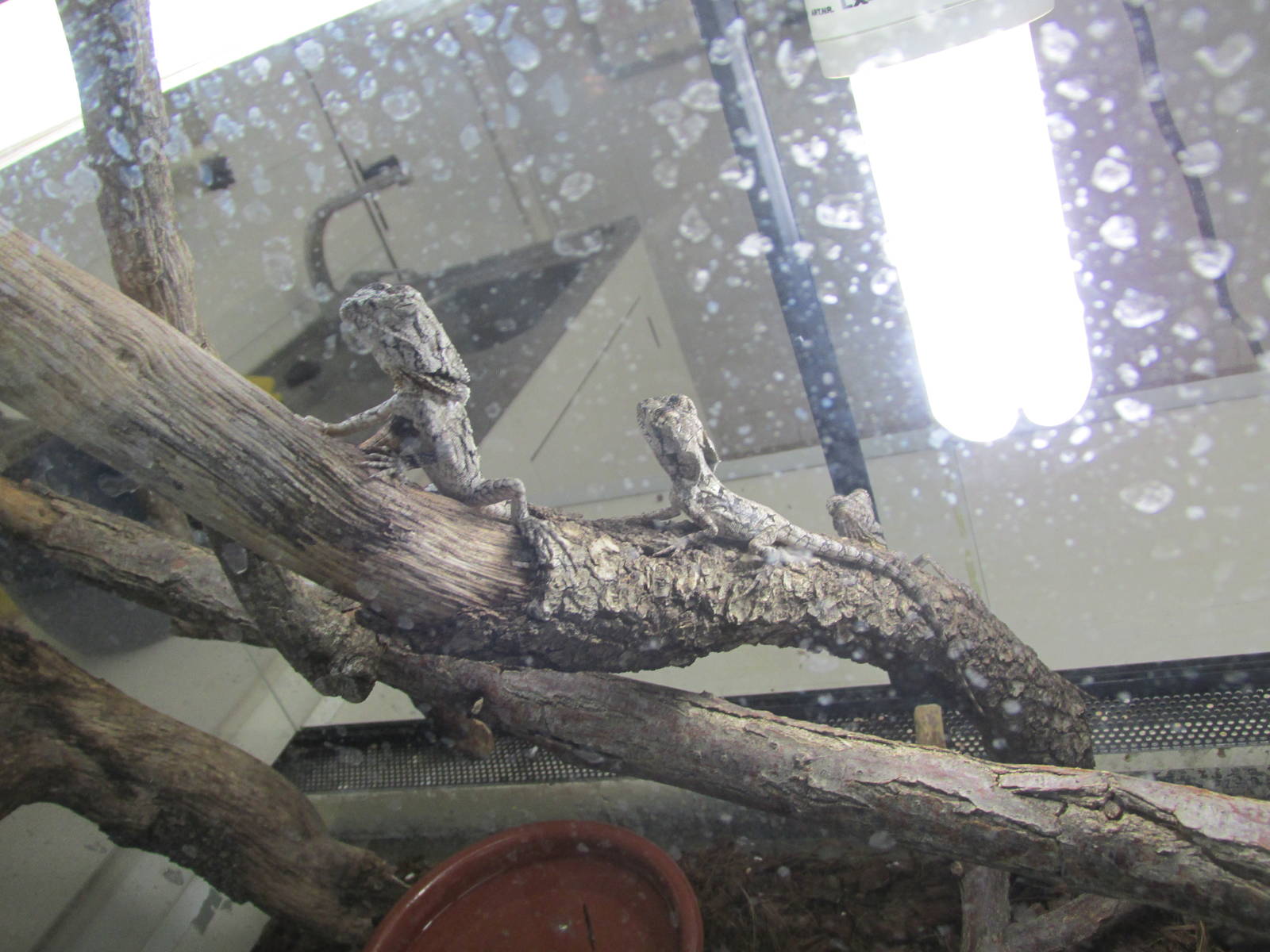 juvenile frilled lizards barcelona zoo