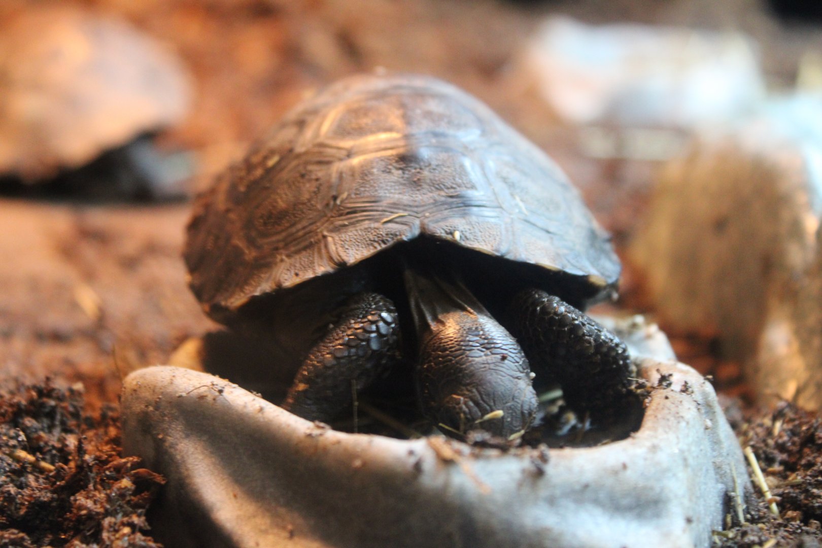 Juvenile Galapagos Giant Tortoise (C. n. porteri)